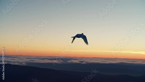 Silhouette of a Dove Flying Over Scenic Sunset Sky