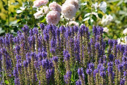 Steppensalbei im Rosenbeet