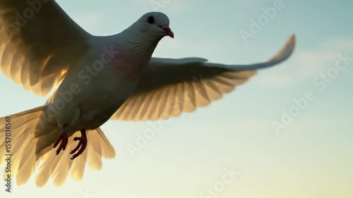 Close-up of White Dove Flying in the Sky