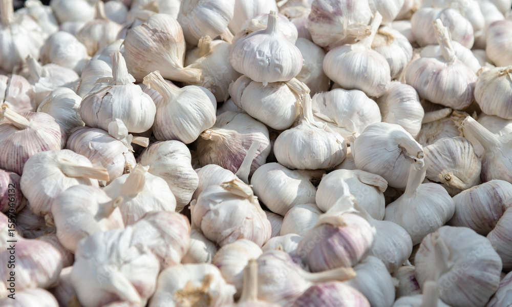 Pile of dry garlics in market Pile of dry garlics in market