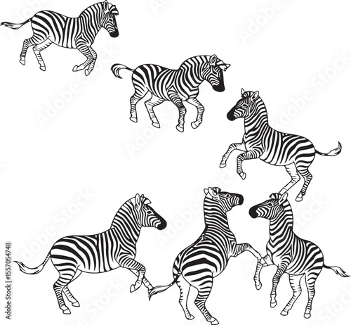 Zebra racing vector illustration with 6 zebras in fighting and racing mode, dynamic animal action scene, wild zebras running artwork, playful background or game frame, energetic wildlife design