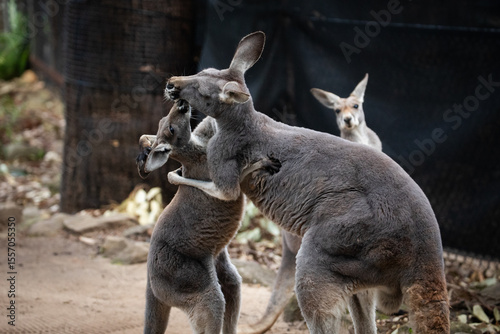kangaroo family native australian mom child love