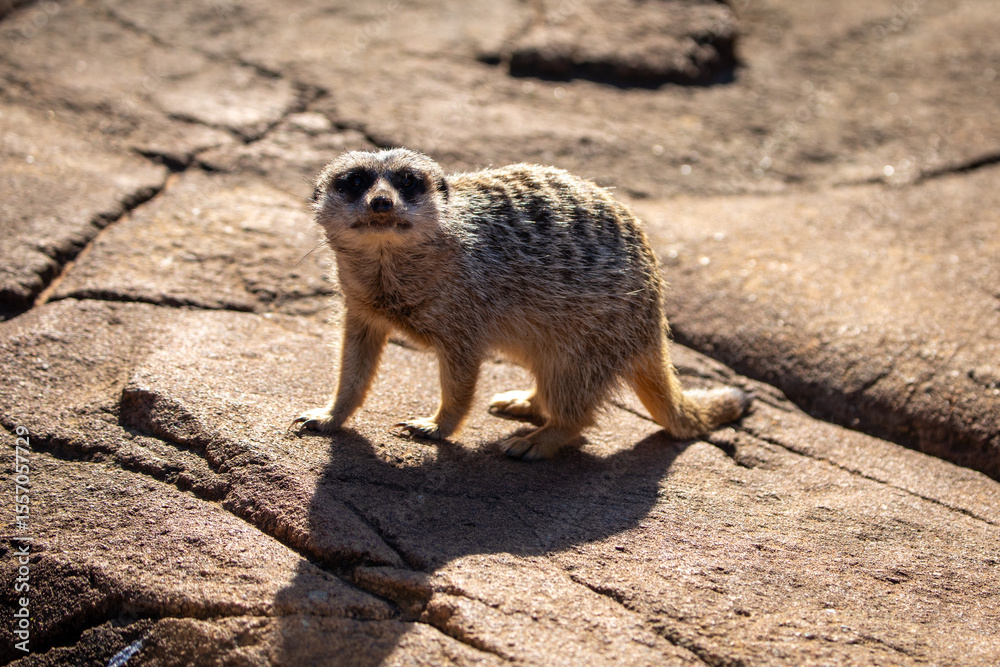 Fototapeta premium meerkat sitting rock brown