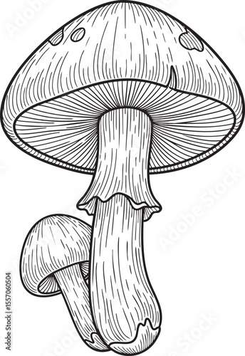 A detailed black and white ink drawing featuring two mushrooms, a larger one with a broad cap and prominent gills, and a smaller one nestled beside it