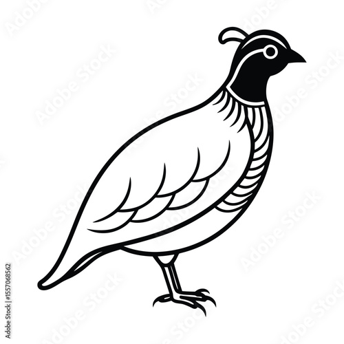 dove isolated on white