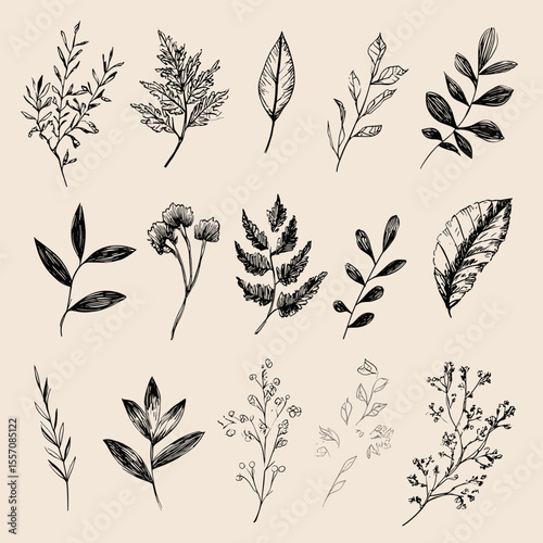 Beautiful collection of sketched leaves and twigs.

