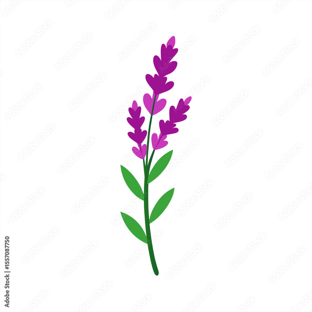 Hand Drawn Heather Flower Illustration on Transparent Background for Web and Graphic Design