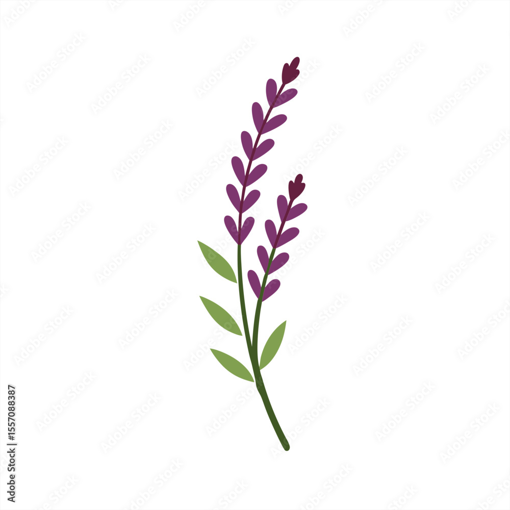 Obraz premium Heather Sprig Botanical Illustration on Transparent Background for Web and Graphic Design