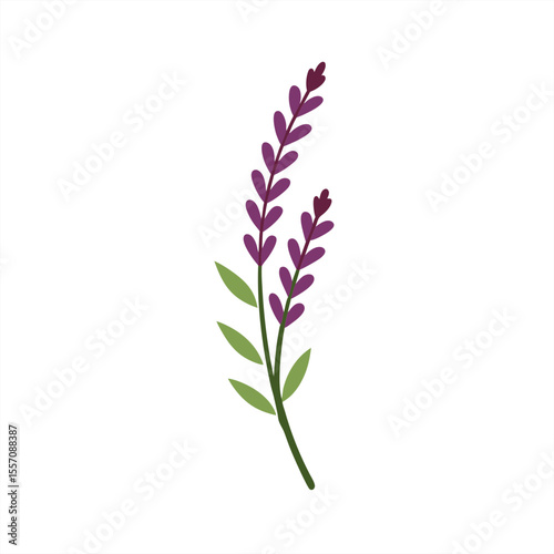 Heather Sprig Botanical Illustration on Transparent Background for Web and Graphic Design