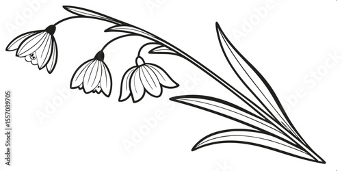 Lily of the Valley Sketch: A delicate and artistic sketch of Lily of the Valley blossoms and leaves, a symbol of purity and renewal.