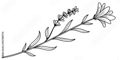 Lavender Delight: A detailed sketch of lavender, showcasing its delicate floral structure, elongated leaves, and the elegance of nature's design.
