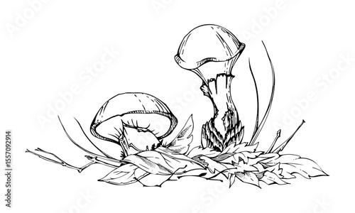 Suillus larch bolete slippery jack mushroom fungus, on top of fallen autumn leaves with twigs needles. Hand drawn vector ink Illustration. Autumn forest floor natural habitat. Books calendars posters