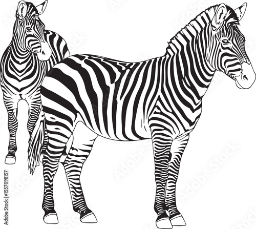 Two zebra vector illustration, second zebra following the footsteps of the first, African wildlife concept, striped animal design, zebra pair walking in line, nature-inspired artwork for prints or dec