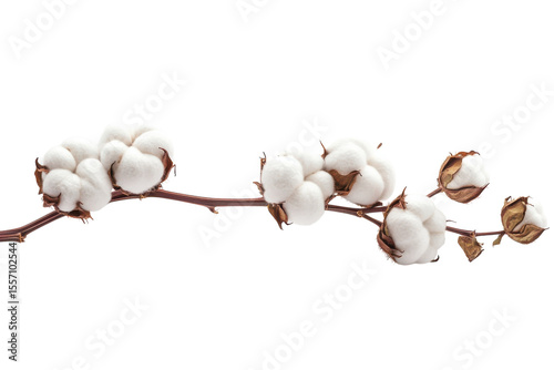 Cotton Branch Beauty Floral Still Life Fiber Art White Bloom Soft Texture Organic Elegance Nature s