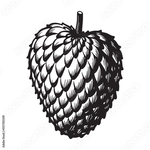 Detailed black and white illustration of a textured hop cone isolated on white background