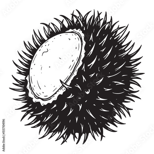 Hand drawn illustration of a chestnut in its spiky husk isolated on a white background