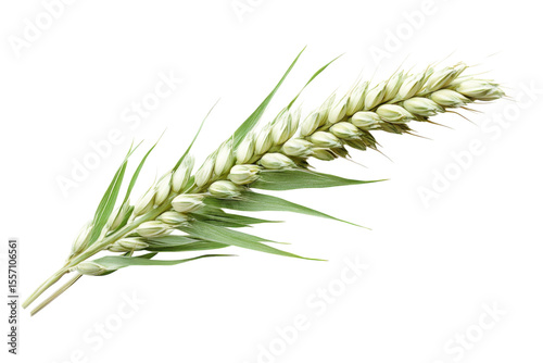 Fresh Wheat Grain Stalk Against Black Backdrop Agriculture Farming Harvest Bread Crop Nutrition Food