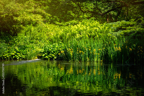 Swamp and blooming yellow irises	