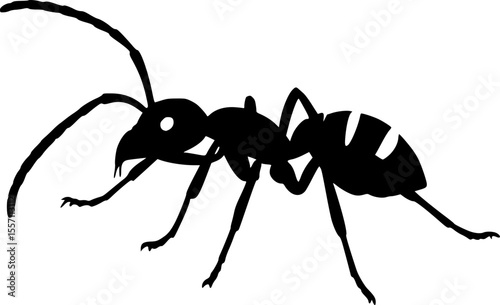 ant line art silhouette vector illustration
