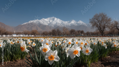 breathtaking view of tian shan mountain in spring adorned with ultrabright flowers blooming across landscape