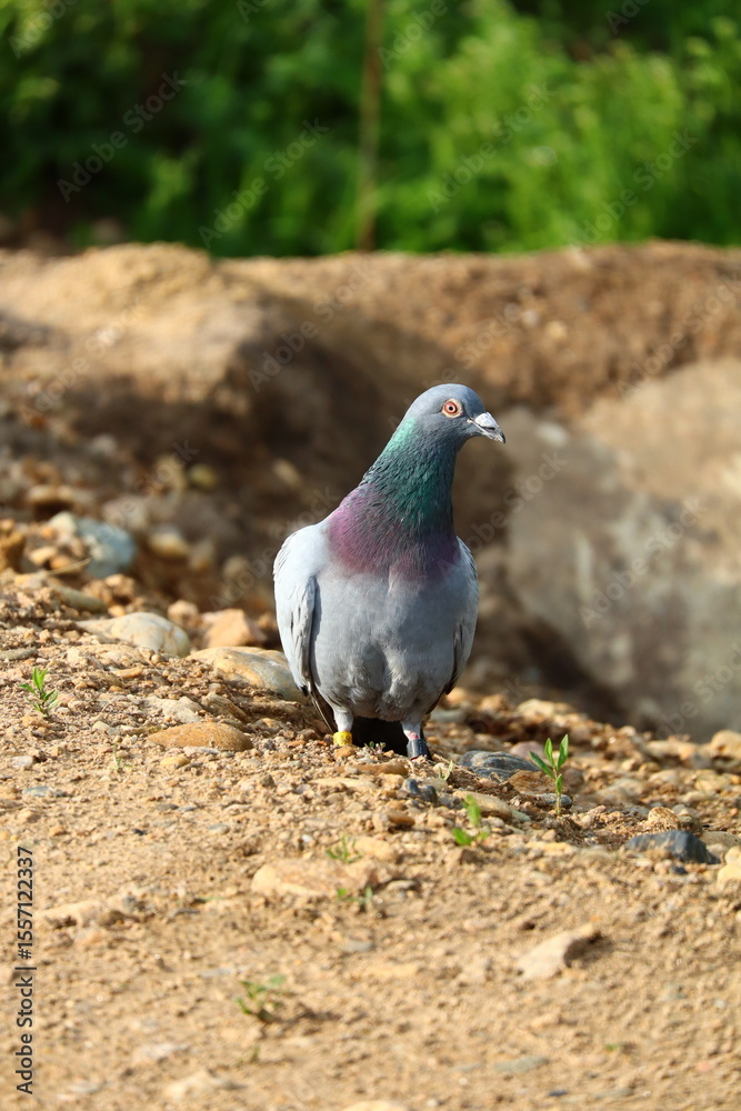 Obraz premium pigeon on a rock
