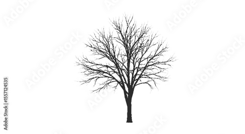 Bare, leafless tree silhouette against a white background; a stark winter scene.
