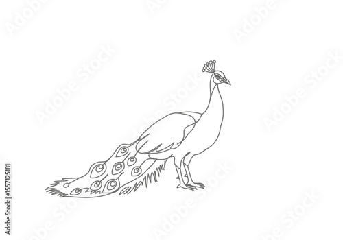 Peacock drawing. It is a black and white outline image of a peacock with its elaborate tail feathers trailing behind it, showcasing elegant detail. Vector sketch line art draw.