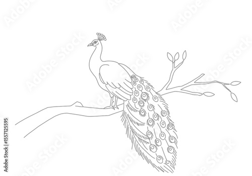 Peacock on tree drawing. It is a black and white outline image of a peacock perched gracefully on a tree branch, with its elegant tail feathers flowing down. Vector sketch line art draw.