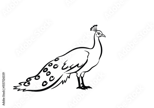Female peacock drawing. It is a black and white outline image of a peahen, characterized by its smaller size and shorter, less elaborate tail feathers. Vector sketch line art draw.