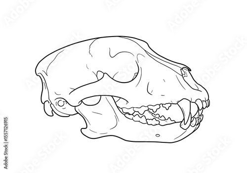 Bear skull drawing. It is a black and white outline image of a ursine cranium, detailing its powerful jaws and distinctive skeletal features. Vector sketch line art draw.