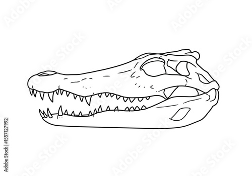 Crocodile skull drawing. It is a black and white outline image of a reptilian cranium, showcasing its long snout and sharp, numerous teeth. Vector sketch line art draw.