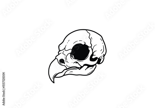 Eagle skull drawing. It is a black and white outline image of an avian cranium, featuring a prominent hooked beak and large orbital sockets. Vector sketch line art draw.