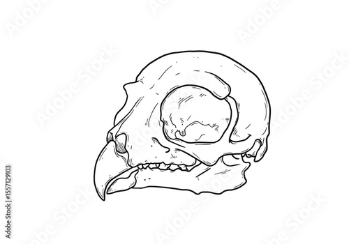 Owl skull drawing. It is a black and white outline image of an avian cranium, featuring distinct large eye sockets and a hooked beak. Vector sketch line art draw.