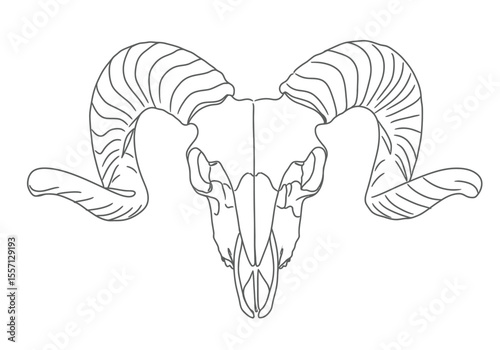 Ram skull drawing. It is a black and white outline image of a ovine cranium with large, spiraled horns, depicting its robust skeletal form. Vector sketch line art draw.