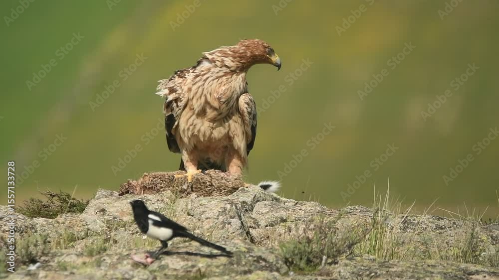 joven aguila imperial se alimenta de un conejo