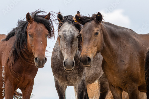 the wild horses from Letea, Romania