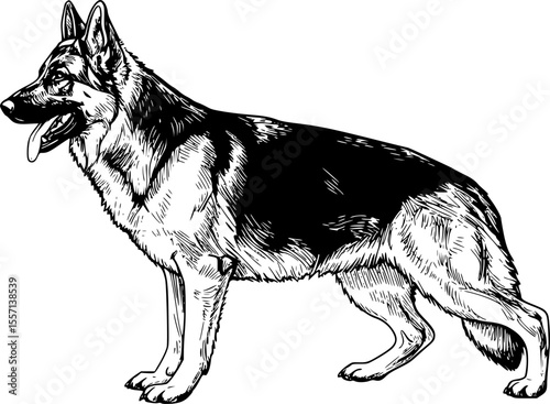 german shepherd line art silhouette vector illustration
