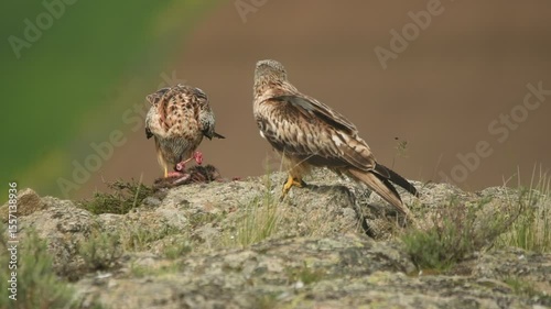 milanos con carroña en el campo