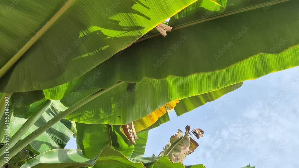 The leaves of the banana tree were torn waving in the wind against a blue sky background