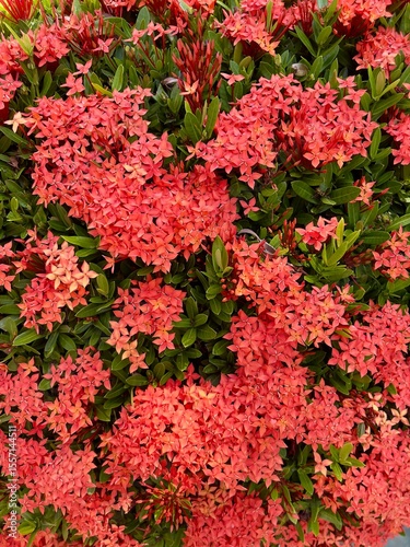 Red Ixora flowers background and texture. Ixora commonly known as West Indian jasmine. Selective focus