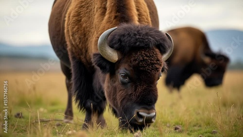 american bison grazing in the field front view