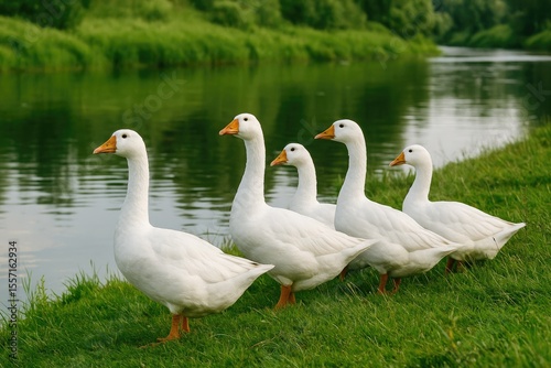 Wild waterfowl gathered along the riverbank