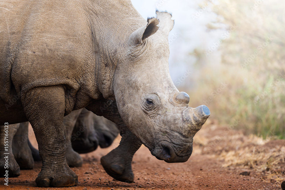 Naklejka premium Two rhinos engage in a forceful dominance display, pushing and shoving each other on the open savanna, capturing raw power and territorial behavior during a safari game drive in South Africa.