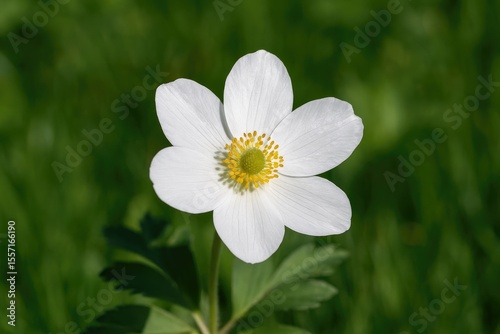 Seasonal bloom showcasing natural spring flowers