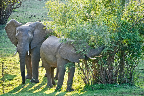 Canvas Print two elephants eat a bush