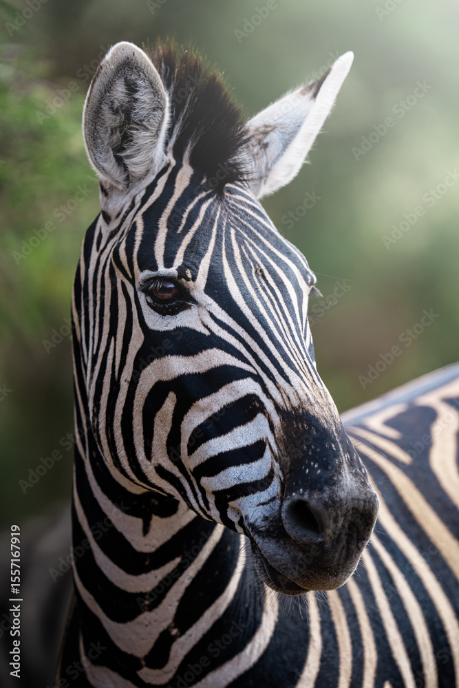 Naklejka premium A zebra stands proudly in the golden field, captured in stunning side profile; sharp focus highlights the intricate pattern of stripes and soft bokeh of the grassland during an African Safari.