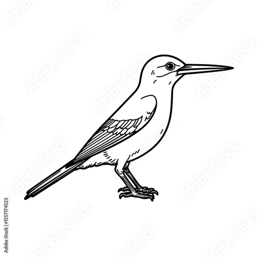 Bird line art in black and white, detailed ornithology illustration