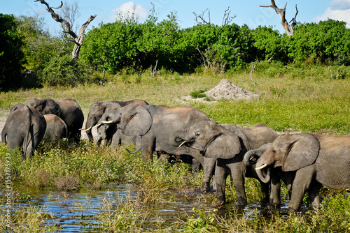 Canvas Print herd of elephants drinking at the waterhole