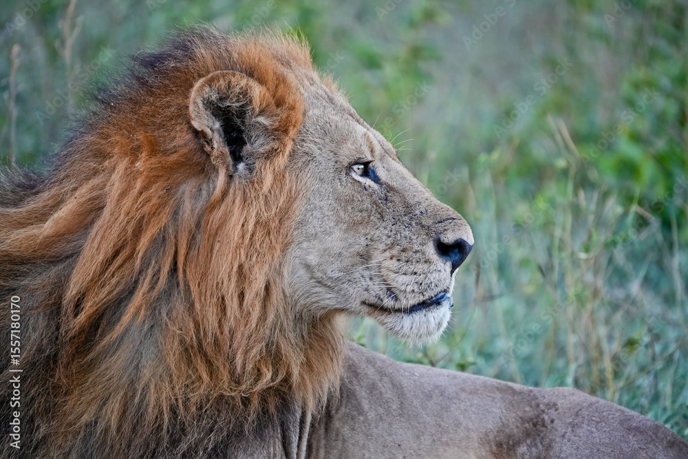 Fototapeta premium close-up profile of a lion head