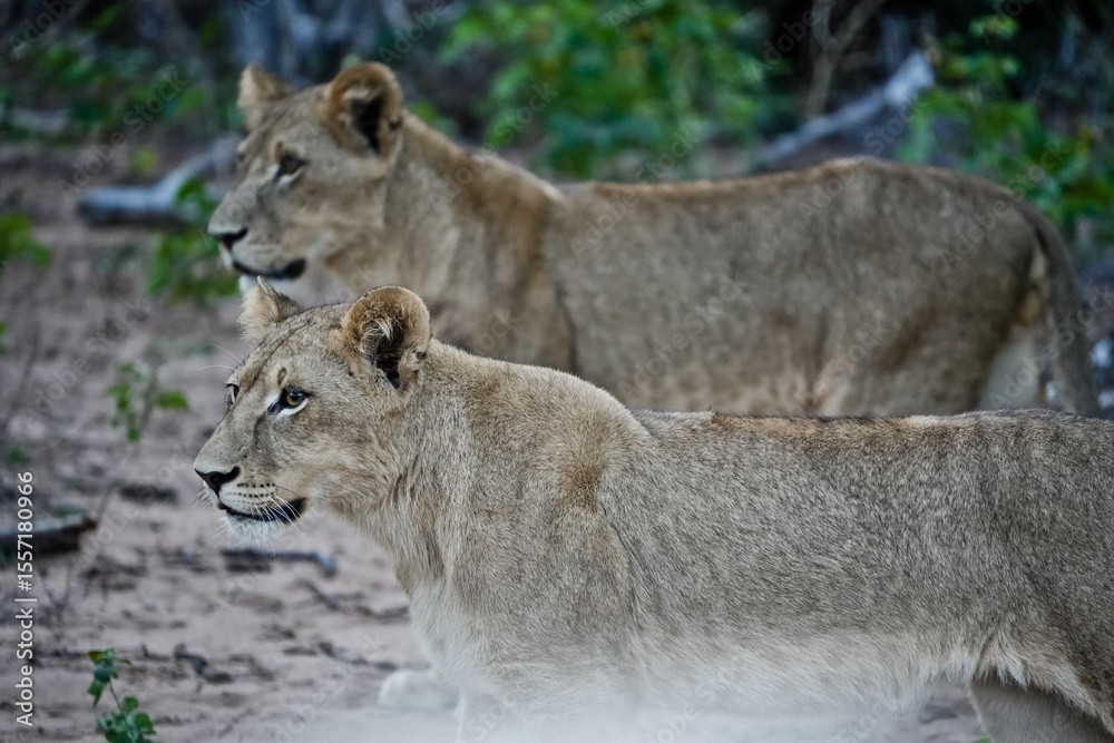 Fototapeta premium two lionesses in the bush